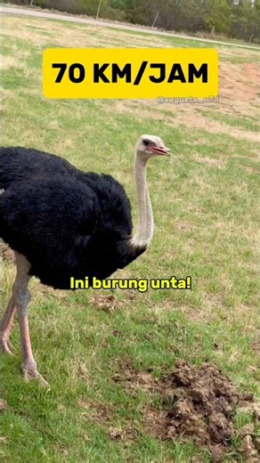 Gak bisa terbang, Tapi Dia Sprinter... #faktaunik #animalfacts #wildlife