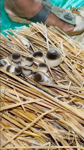 Biggest Organic Mushroom Farming In Odisha #bhubaneswar #shorts