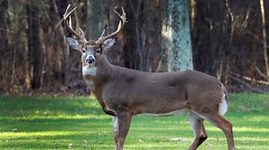 Ohio deer hunting season: What you need to know about the 2021-22 rules and dates