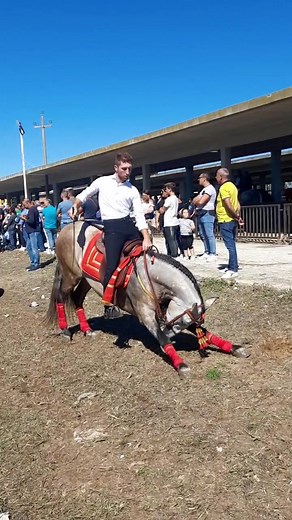 Beautiful Spanish Horses: Reverence and Elegance