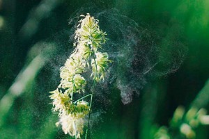 Biodescodificación de las Alergias: su Significado Emocional