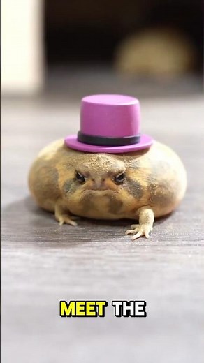 Rain Frog: The Tiny Grumpy-Faced Hopper 🐸☔#RainFrog #CuteAnimals