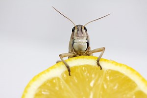 Two ingredients 'guaranteed' to kill cockroaches are already in your house