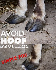SIMPLE FIX to AVOID BIG PROBLEMS with YOUR COW'S HOOFS - Homesteady