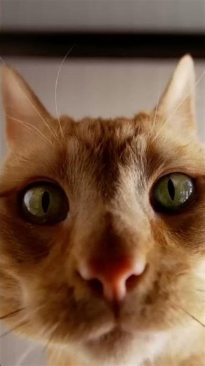 The Best Automatic Cat Feeders