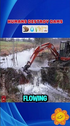 The Shocking Reason We Tear Down Beaver Dams