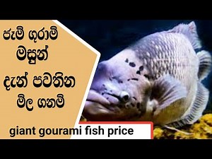 ginat gurami fish price in sri lanka #2 / ginat gurami මිල ගණන්