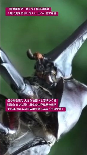 【昆虫衝撃アーカイブ】カブトムシのオスとメスのロマンティックな時間が美しい！土へと託す希望と継承の儀式を4Kで #カブトムシ #ペアリング #昆虫図鑑 #昆虫観察 #insects #undaze