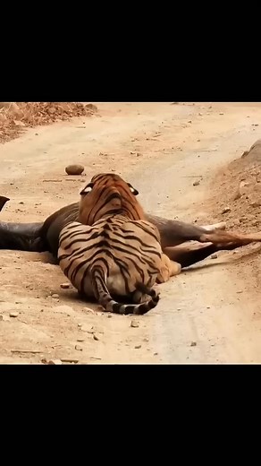 two tiger fighting for their meal #tiger #tigerfight #junglesafari #wildlife #tigersafari | Wild Animals