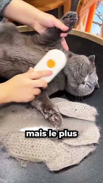 Son Chat Perdait Beaucoup De Poils, Alors Il A Trouvé Une Solution! 😮❤️