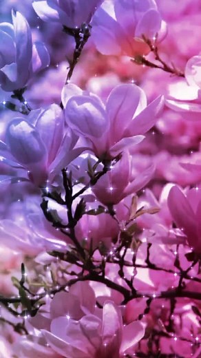 Close-Up Flower Photography: Vibrant Buds and Blossoms