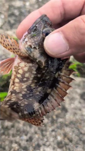 高級根魚(カサゴ)長崎県では🎣🐥あらかぶ関西方面(ガシラ)大分方面（ホゴ）名前豊富なお魚です。 #カサゴ釣り