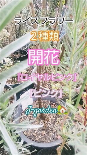 ライスフラワー２種 開花 ロイヤルピンク&ピンク #shorts #flower #flowers #garden