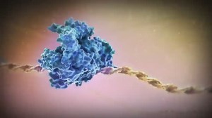 How To Use The Hardy Weinberg Equation? Why It Is Used?