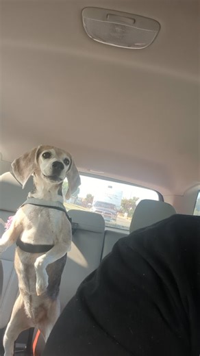 GingerTheBeagle 🐾 on Instagram: "It's time for my grumpster homework assignment and this week's assignment is to tell everyone about where we live. We live in beautiful Orange County, CA, in a big house 🏡. Dad brags that he bought it in 1997, but I don't see how that matters 🤣. Lots of nice people in our neighborhood and great food. I'm on pawtrol here in Huntington Beach ⛱️🏖️ Let's all be safe on the roads (you too, Dad) Love Ginger ❤️ #mygrumpylive #freedombeagles🐾 #grumpybeaglesunited #o