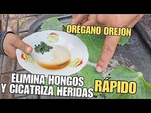 Elimina los Hongos y Cicatriza Heridas Rápidamente con Orégano Orejón