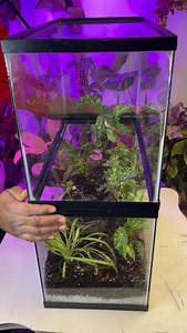 575 reactions · 79 shares | From Aquarium to Terrarium  Giving glass a second life ✨ • #terrariums #diy #plants #terrarium | Foraging Fosters | Facebook