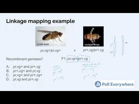 BIOLOGY251 - 04e2 - Calculating genetic distance