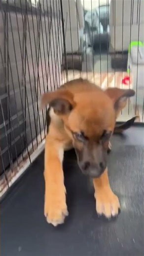 #puppy #germanshepherd #germanshepheard #gsd #gsds #malinois #cute #funny