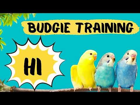 Teach your Budgie to say HI, HELLO, Budgie Talking Training, How to teach a budgie to talk