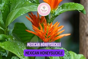 Mexican Honeysuckle Live Plant – Tropical Orange Bloom Shrub for Patio Pots – Attracts Butterflies and Hummingbirds - Etsy