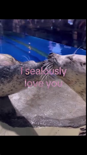 Ommatophoca rossii: Ross Seal Facts and Identification