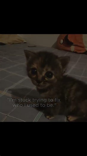 have a good day #like #subscribe #likeandsubscribe #likeforlikes #lol #motivation #cat #roblox #meme