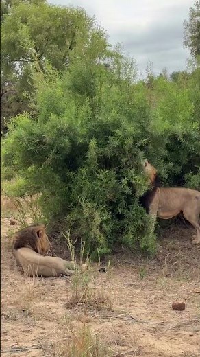 Rwanda Gorilla Trek And Tanzania Safari itinerary #wildlife #apes #wildlife #wildebeest #animals