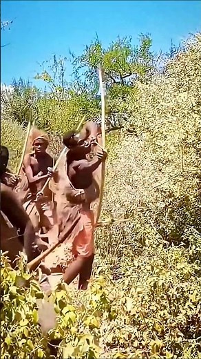 The forest holds its breath as a hunter notices movement above#animals #nature #comedy #africa #vir