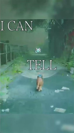 I like the way you kiss me... 🎶 | Stray Edit 🐾 #shorts #stray #gaming