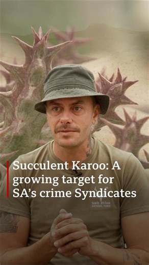 9.4K views · 160 reactions | South Africa has become the hub of a global illegal trade in protected plant species. Conservationists say that during the covid lockdown, foreign collectors turned to locals to gather plants for them. This was then seized upon by crime syndicates, who recruited people and organised large scale plant poaching. The presence of organised crime in an area where youth unemployment is rife has made social problems even worse. | BBC News Africa | Facebook