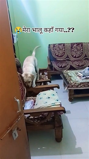 😭 मेरा भालू कहाँ गया? Funny Sisters Guard Dogs German Shepherd & Labra Play Hide & Seek, Hug & Fight