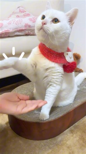 頑張ってる人へ #ホロライブ #बिल्ली #cat #猫のいる生活 #kucing #قطة #고양이 #猫