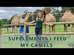 What Supplements I Give My Camels (And How I Feed Them)