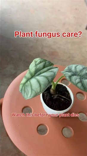 HOW TO PROTECT PLANTS FROM FUNGUS|#shorts #plants #care