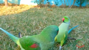 148K views · 10K reactions | Cute Talking and Funny Dancing Parrots | Parrot Paradise | Facebook