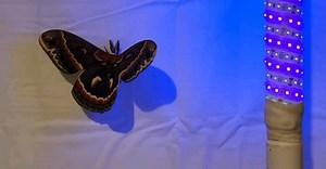 The Caterpillar Lab on Reels