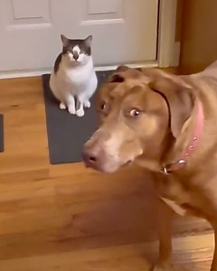 This cat got caught sneaking his dog brother extra treats 😂 We interviewed bellebows4117 via ViralHog for this exclusive video produced by cats.com | Cats.com