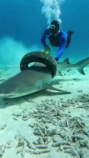 Brave Scuba Diver Uses Angle Grinder To Save Shark Trapped In Tire! #ocean #rescue #shark #diving | Ponu Rajasthani