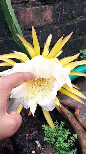 How to Hand Pollinate Dragon Fruit Flower | Boost Harvest Naturally! #shorts