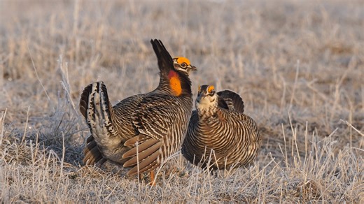 Smith: Magicians of nature, prairie chickens transform themselves and grasslands in spring spectacle
