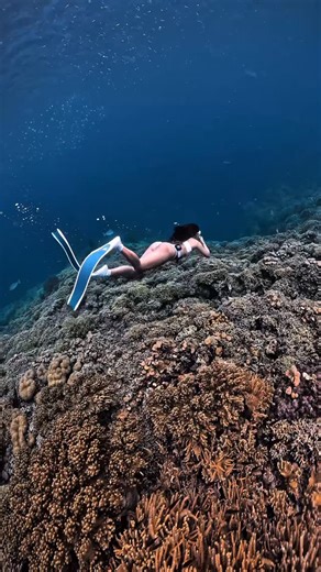 Dei on Instagram: "🧜🏼‍♀️ #freedive #freediving #freedivephotography #underwater #oceanlife #underwaterword #deepbluecoast #diving"