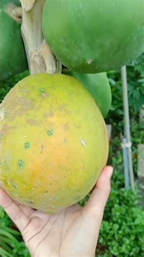 Picking ripe papaya 12.1004: Enjoying rural life, gardening & nature #rurallife #gardening #nature