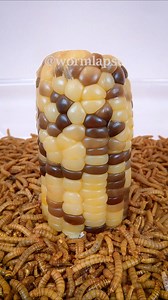 Mealworms vs. Waxy corn #Mealworms #timelapse #insects #weird | WormLapse