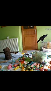 6.5K views · 308 reactions | Talkative Echo #talk #bird #echo #raven #kruk #home #amazing #birds #love #life #talkative #best #viral | Echo the Raven | Facebook