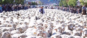 Sheep flock to Cedar Valley in annual parade