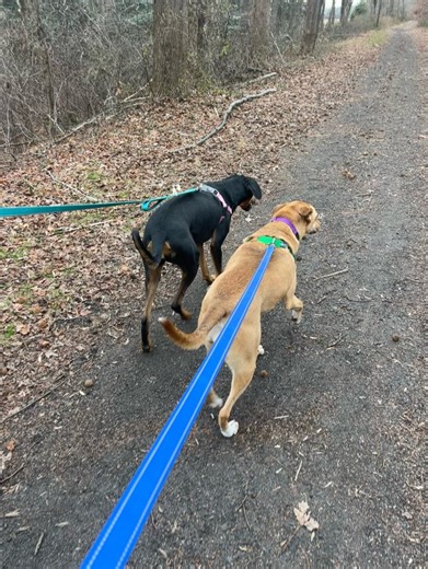 Laura Miller on Instagram: "We took Ginger and Dancer on a six mile walk today on a near by trail. Dancer is a permanent resident at the sanctuary and we have been fostering Ginger since September. Before that she spent over a year in a boarding kennel. If breaks my heart how some dogs get stuck in boarding. People may think they are safe because they aren’t in a “kill shelter” or they assume there is something wrong with these dogs? I’m not sure. But a boarding kennel can cause severe stress an