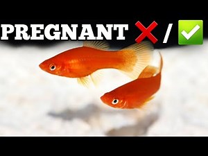 How to tell platy fish is pregnant or not | Is female Platy fish about to give birth .