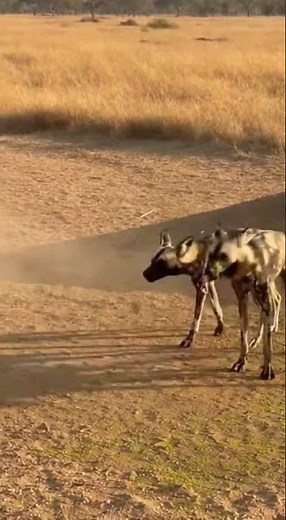 Hippo vs Wild Dogs — Unexpected Power 😳🦛🔥