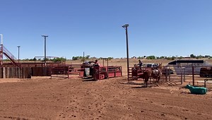 WHC Ranch Horse Sale May 14th, 2022 Abilene Texas ⭐️Hip #76⭐️ TRR Smokin Bancita Grinch With A Gun x TRR Peps Paddy Cake x Pepcid | Tongue River Ranch
